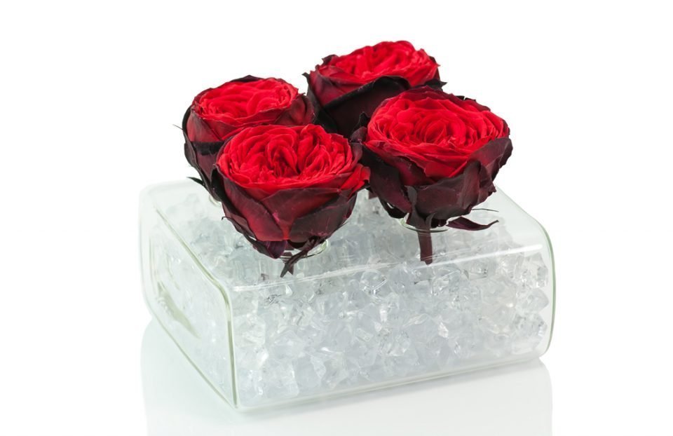 Preserved-Red-English-Roses