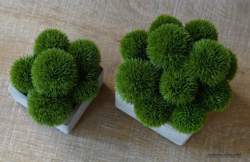 Green Dianthus in a concrete cube