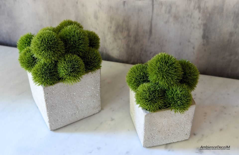 Green Dianthus in a cement cube