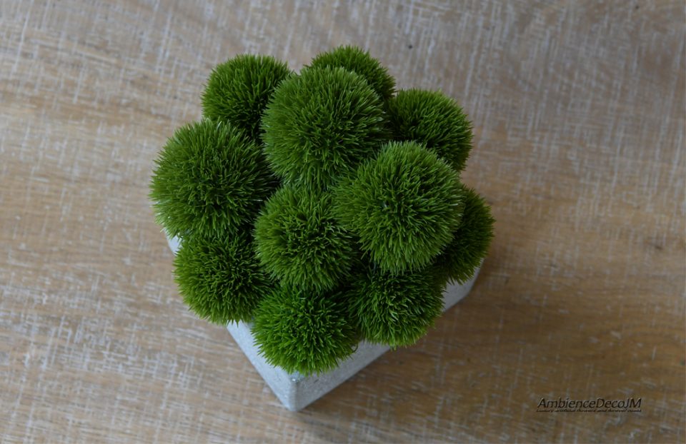 Green Dianthus in a cement cube