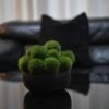 Green Dianthus arrangement