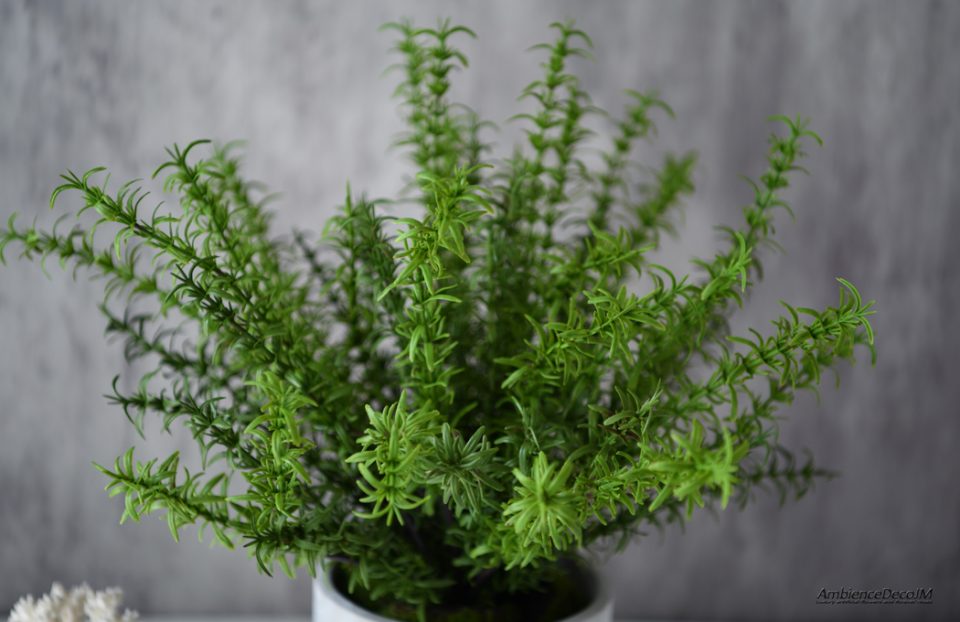 realistic potted rosemary plant