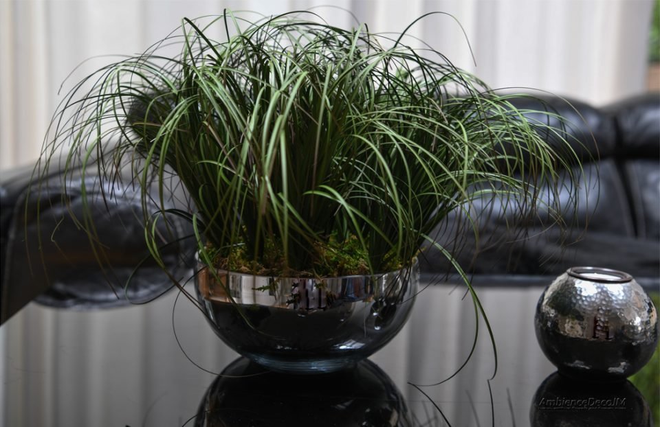 Grasses in a silver bowl