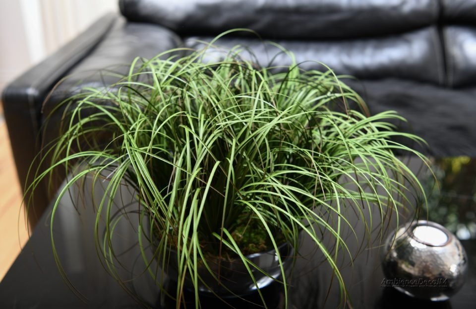 Grasses in a silver bowl