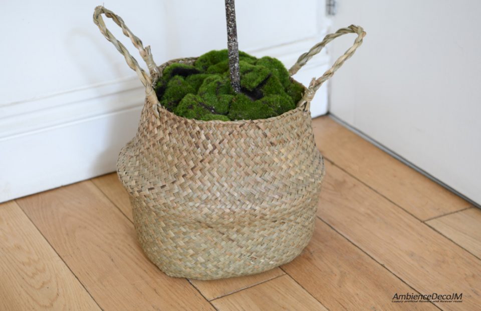 Realistic fiddle plant in a basket