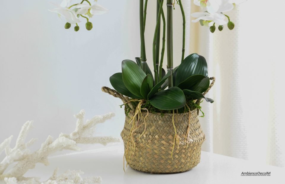 Orchids in a basket.