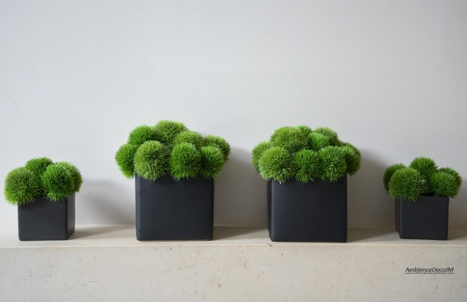 Green dianthus in a black cube