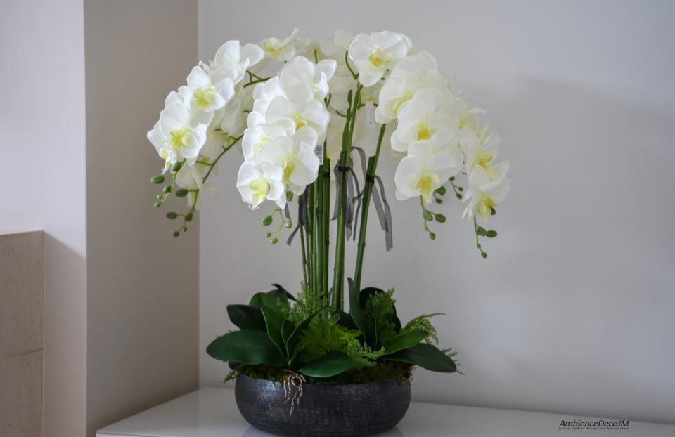 XL Orchid Arrangement