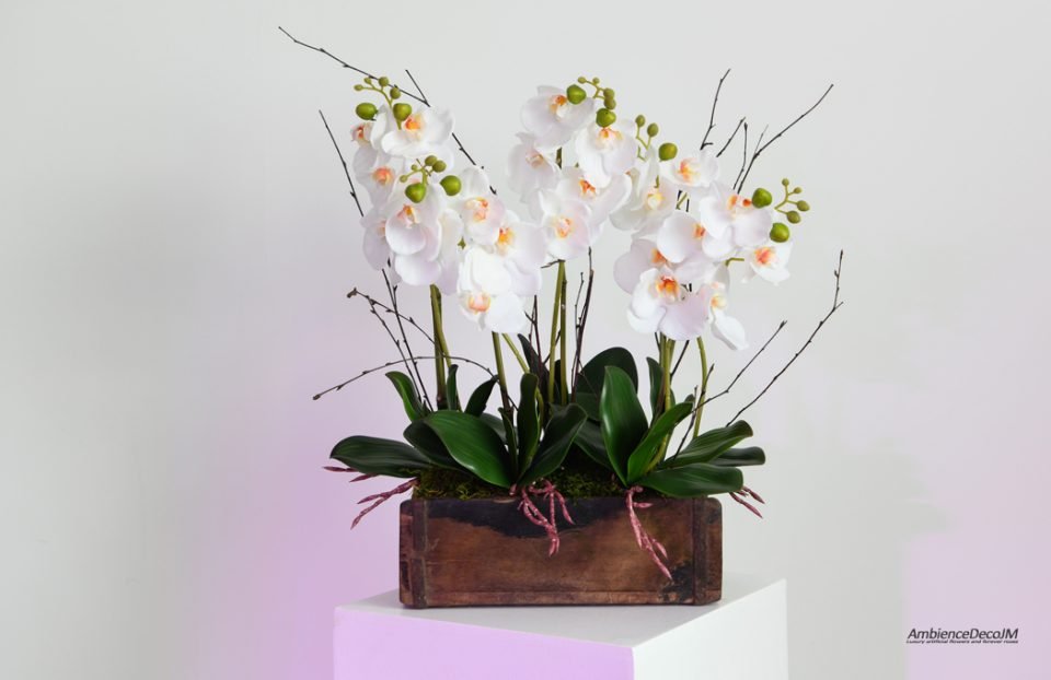 Phalaenopsis orchids in a wooden trough