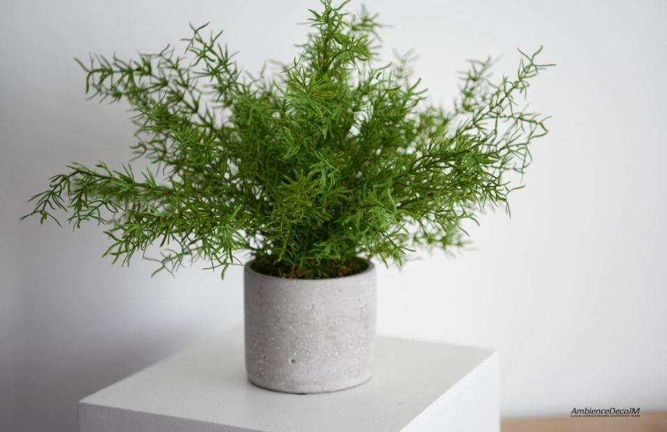 Realistic Potted Asparagus Fern Plant