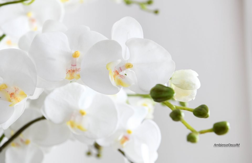 Tall Luxury Orchid Arrangement