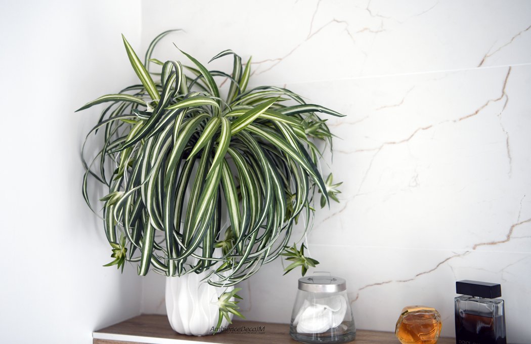 Realistic Spider Plant Arrangement